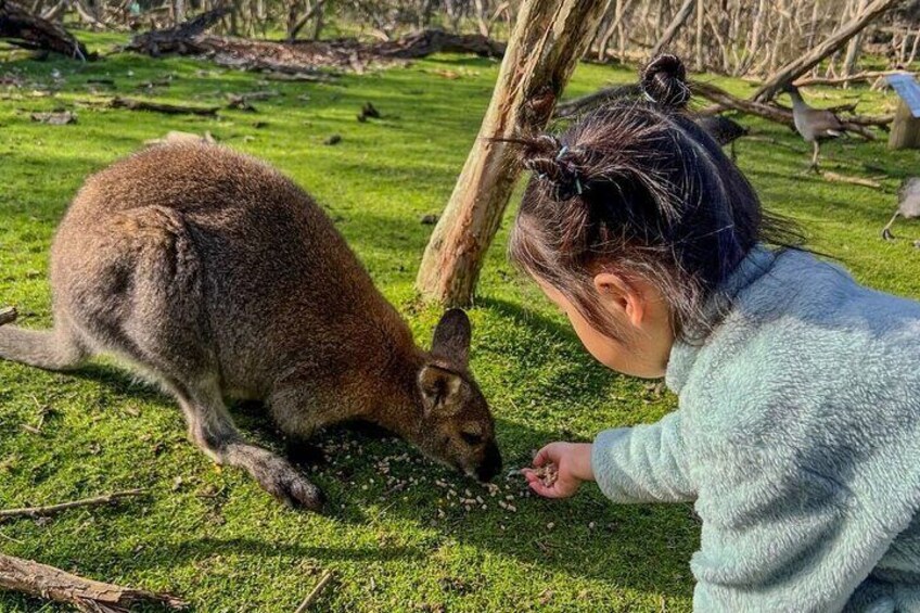 Penguin Parade, & Wildlife Encounters Eco Tour from Melbourne