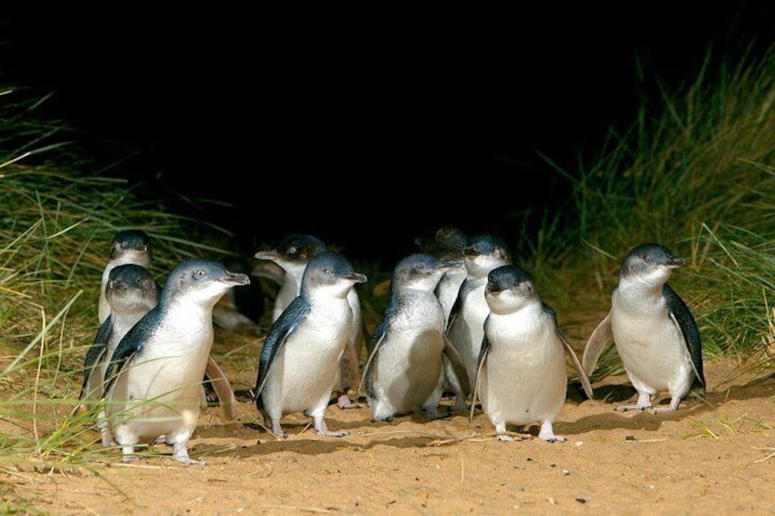 wotif.com | Phillip Island Penguin, Brighton Beach, Moonlit Sanctuary from Melbourne