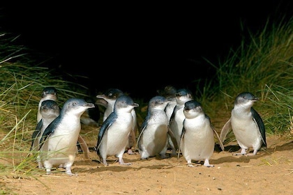 メルボルン発フィリップ島のペンギン、ブライトン・ビーチ、ムーンリット・サンクチュアリ