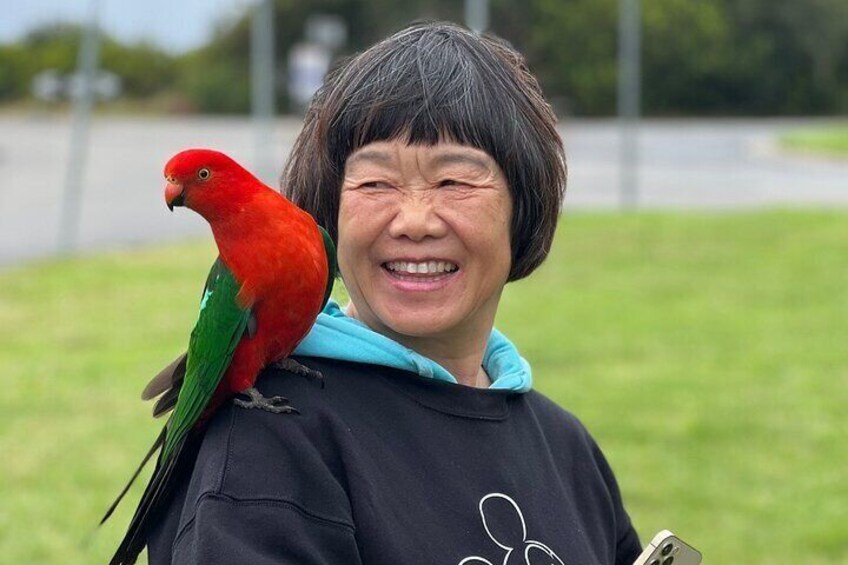 A lucky up-close encounter with the Australian King Parrot. 