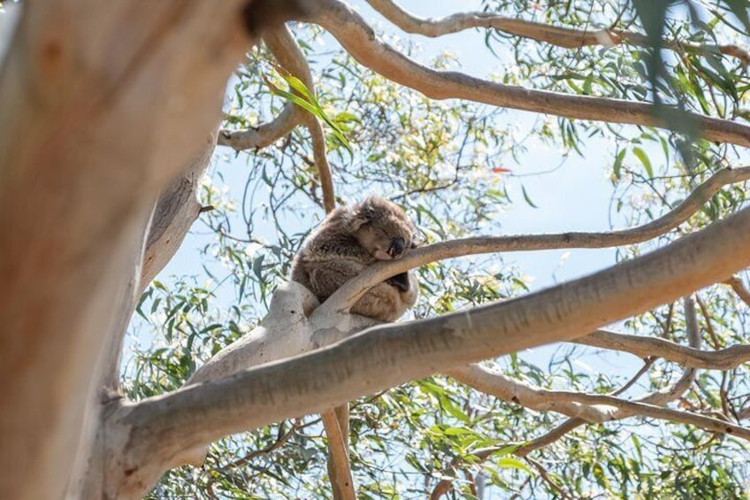 In Kennett River, Australia, a sleepy koala naps peacefully in a tree.