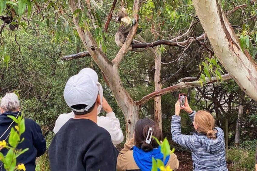 Spot some koalas on the tour!