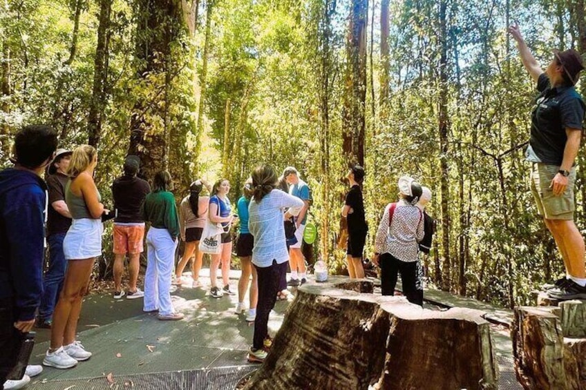 Go on a rainforest walk with our expert guides. 