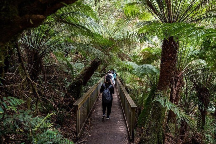 Giant ferns almost obscure the wooden walkway during the Maits Rest Rainforest Walk in Great Otway National Park.
