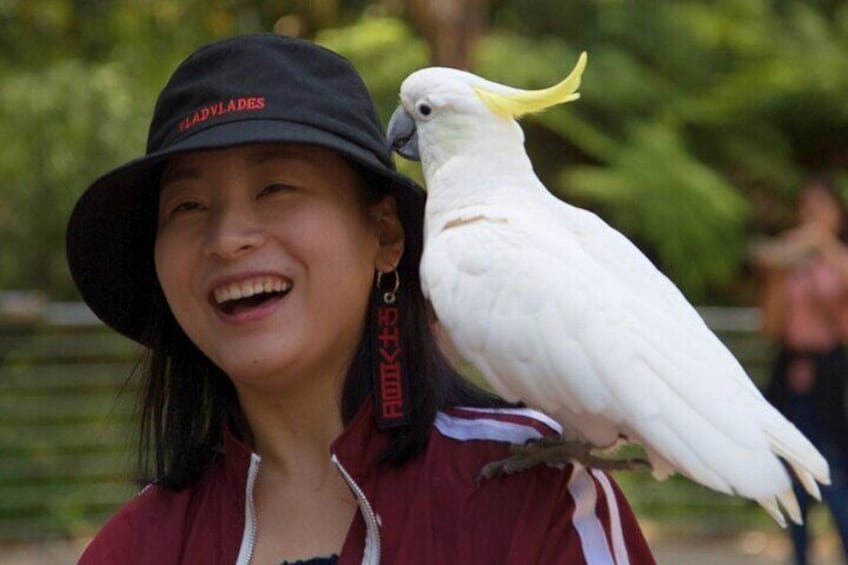 Share some smiles with the cockatoo.