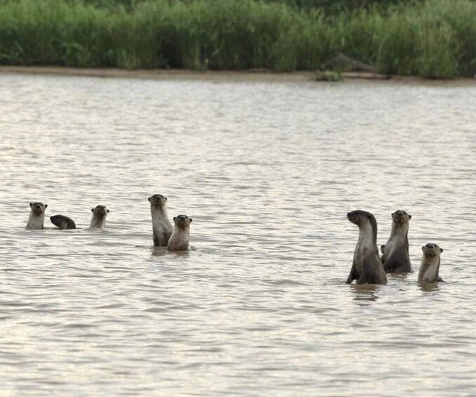 Weston Wetlands Monkey, Sunset & Fireflies Cruise