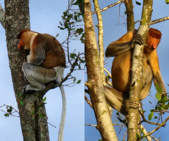 Weston Wetlands Monkey, Sunset & Fireflies Cruise