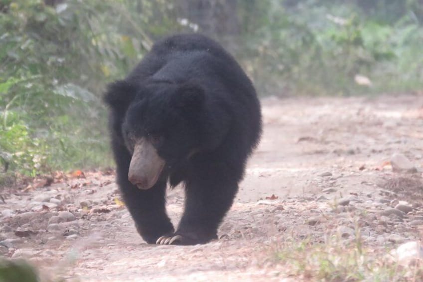 Sloth Bear.