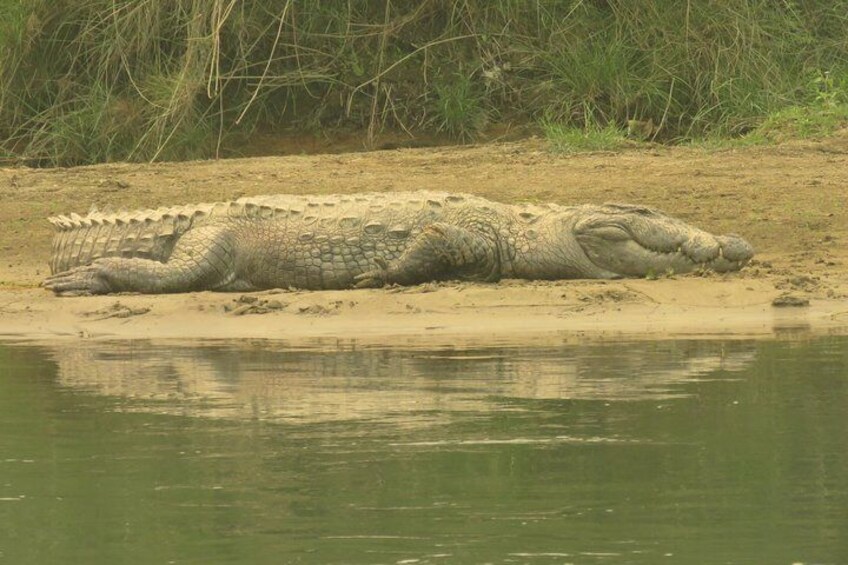 Mugger crocodile.