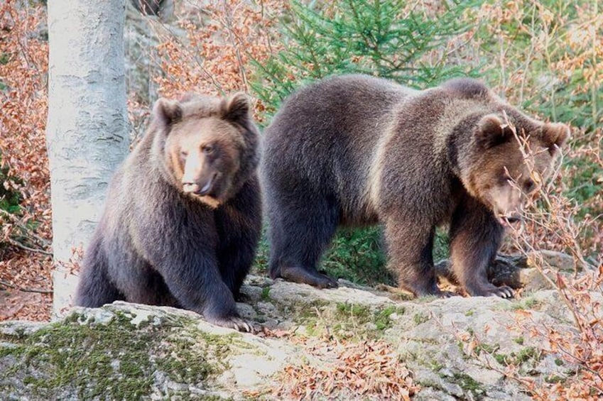Bearwatching in Slovakia