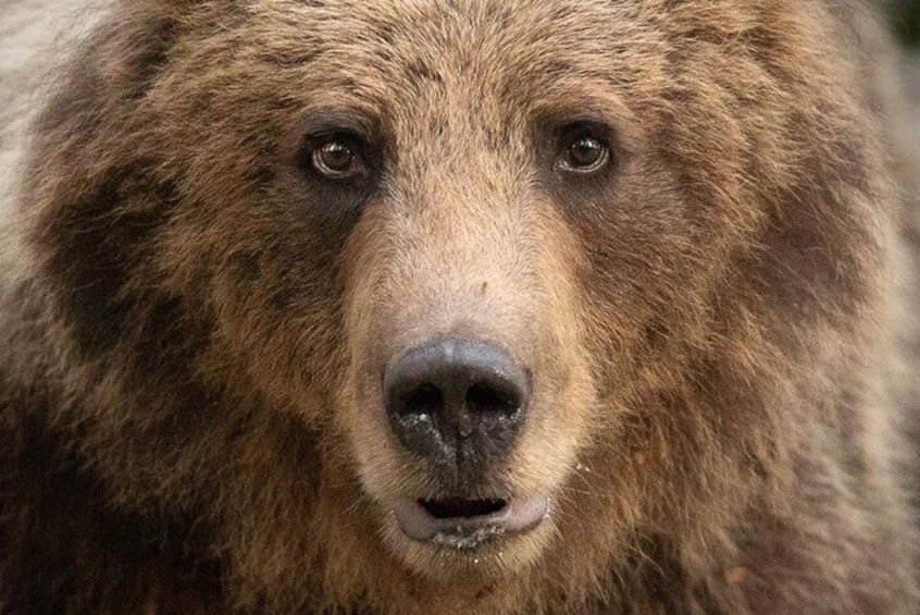 Brown bear face