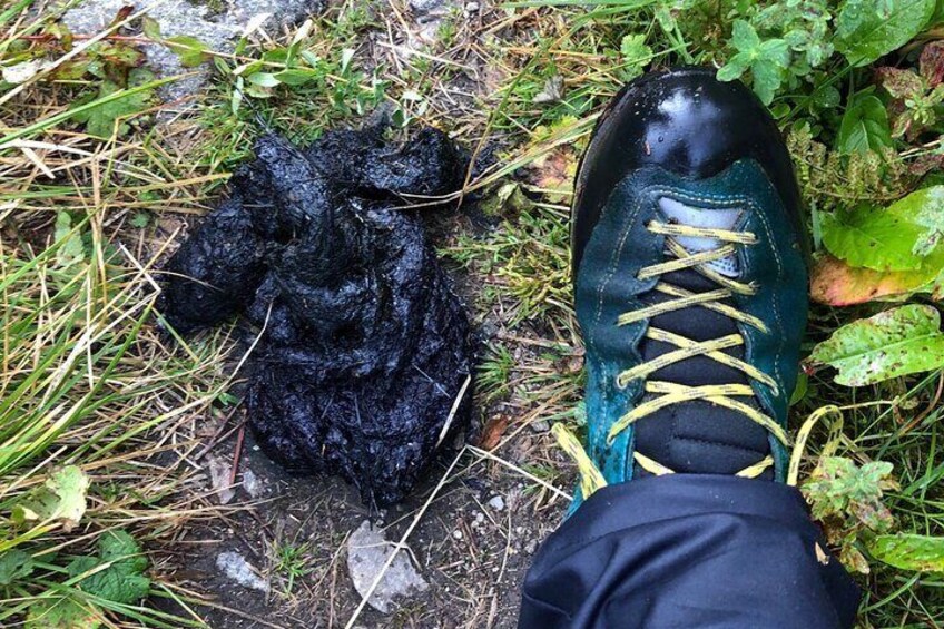 Bearwatching Hiking Day Tour in High Tatras from Poprad