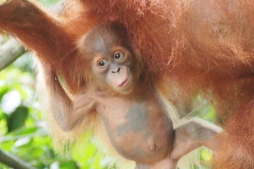 Sumatran baby orangutan