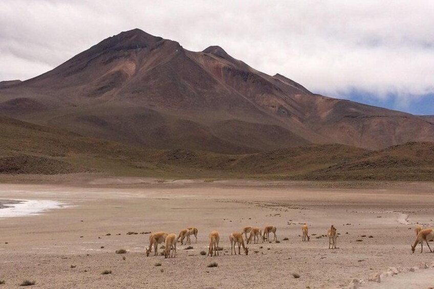 Altiplano lagoons