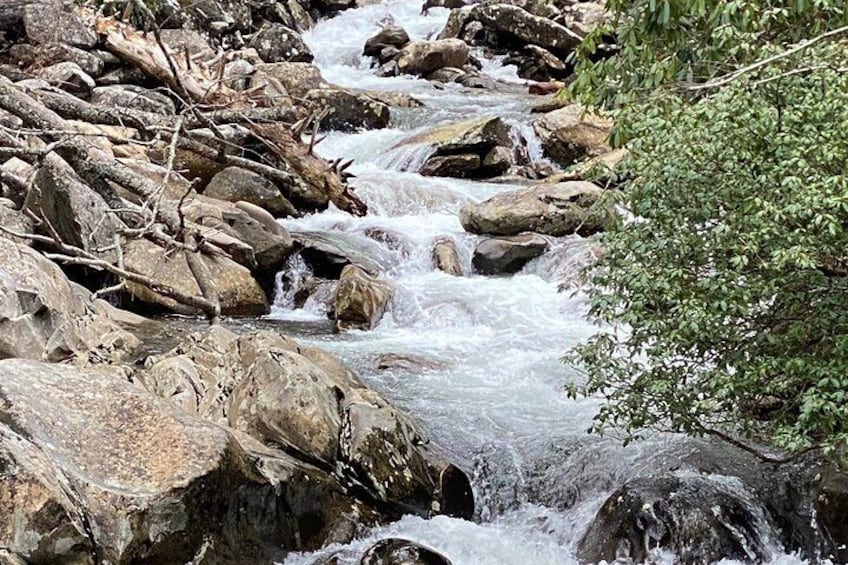 Thundering Streams and Falls of the Smokies Guided Hiking Tour