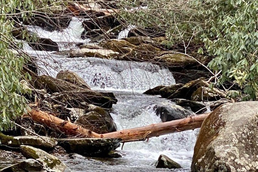 Thundering Streams and Falls of the Smokies Guided Hiking Tour