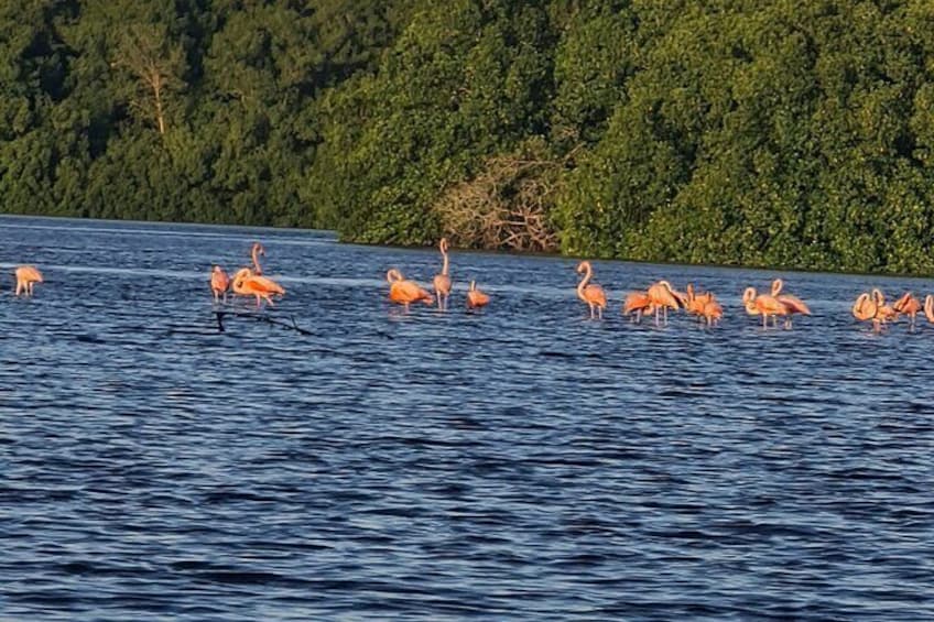 Kayak Adventure in the Second Largest Swamp of Trinidad and Tobago