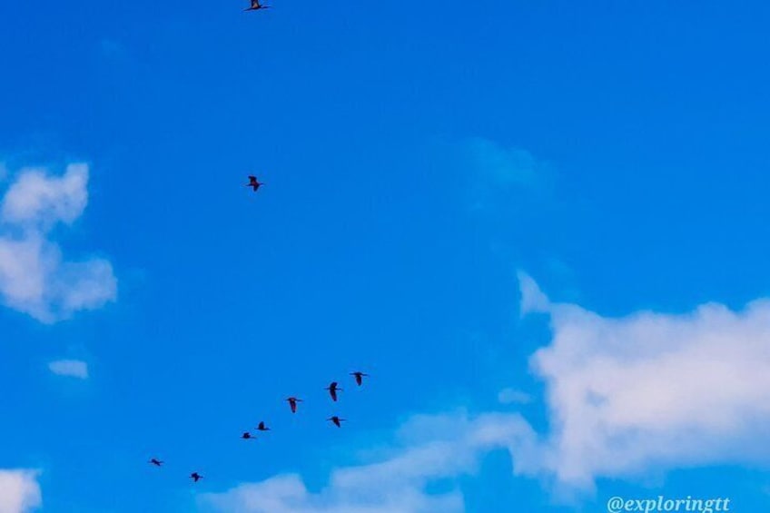 Scarlet Ibis National Bird of Trinidad And Tobago 