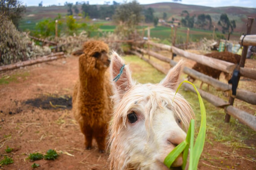 Private Full-Day Sacred Valley Tour Pisac, Ollantaytambo..