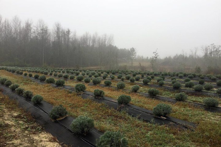 EVOO Olive Oil "First Press" 2019