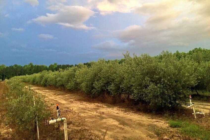 EVOO Olive Oil "First Press" 2019