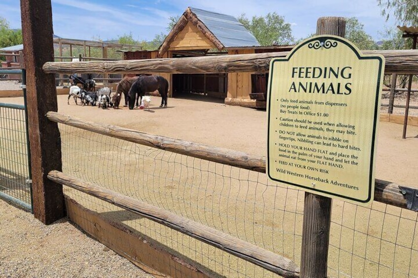 Petting Zoo 