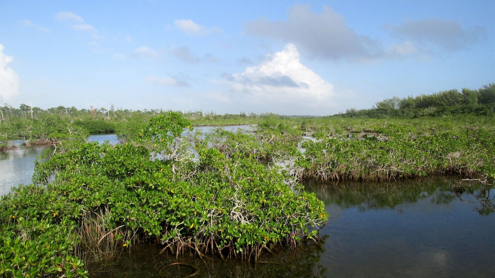 Landscape view of Lucayan National Park