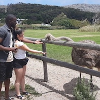 Table Mountain and Cape of Goodhope Tour