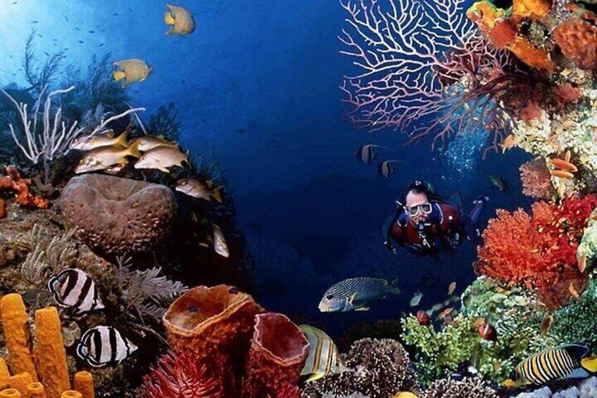 Scuba Diving Trip: Diving, Transfers, and Lunch - Hurghada