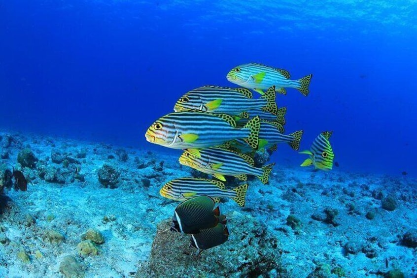 Scuba Diving Hurghada