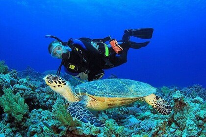 Scuba Diving Discover Boat Trip 2 Stops intro Diving, transfer, Lunch - Hur...