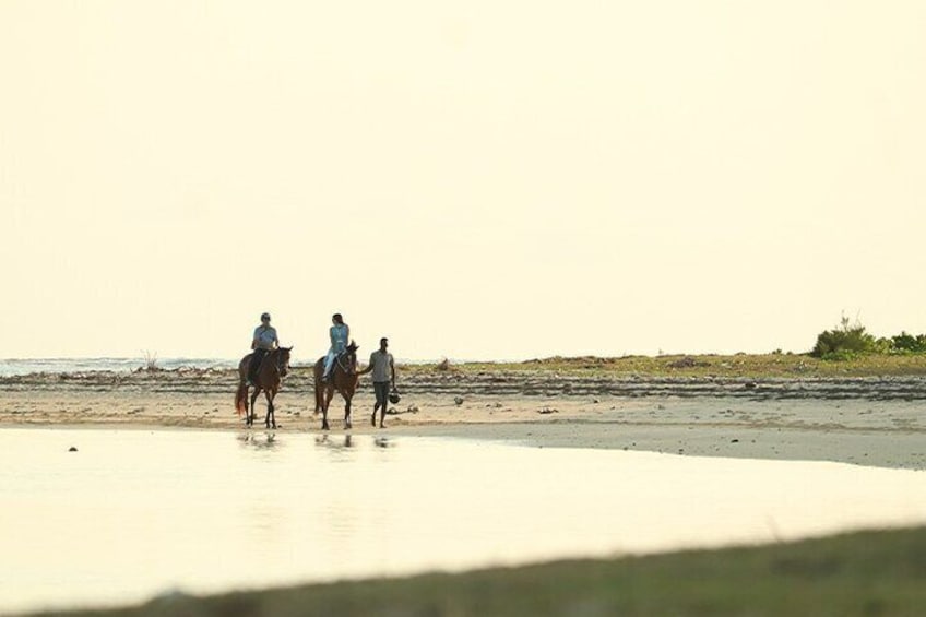 Horse Riding experience by Haras du Morne 