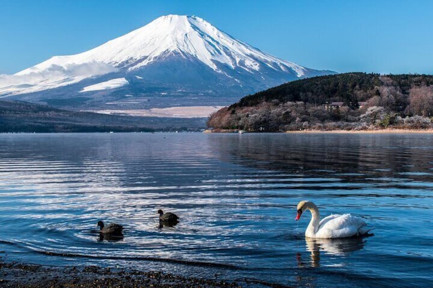 Mount Fuji 5