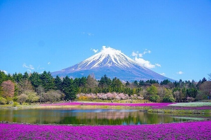 Private Mt Fuji Tour with English Speaking Chauffeur