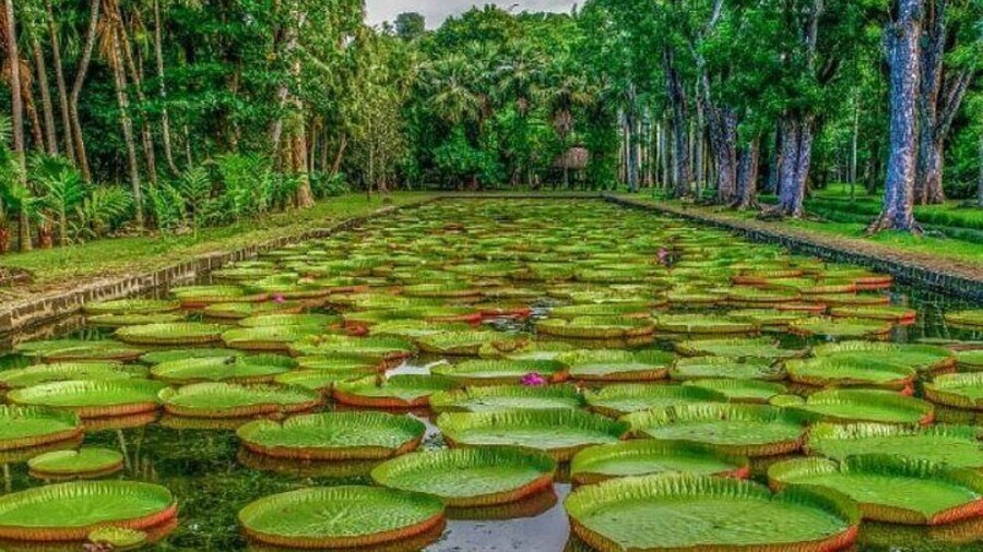 Pamplemousses Botanical Garden
