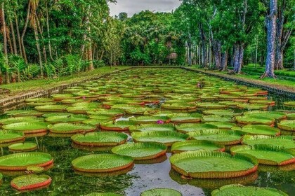 Port Louis and Pamplemousses Garden - A full day trip