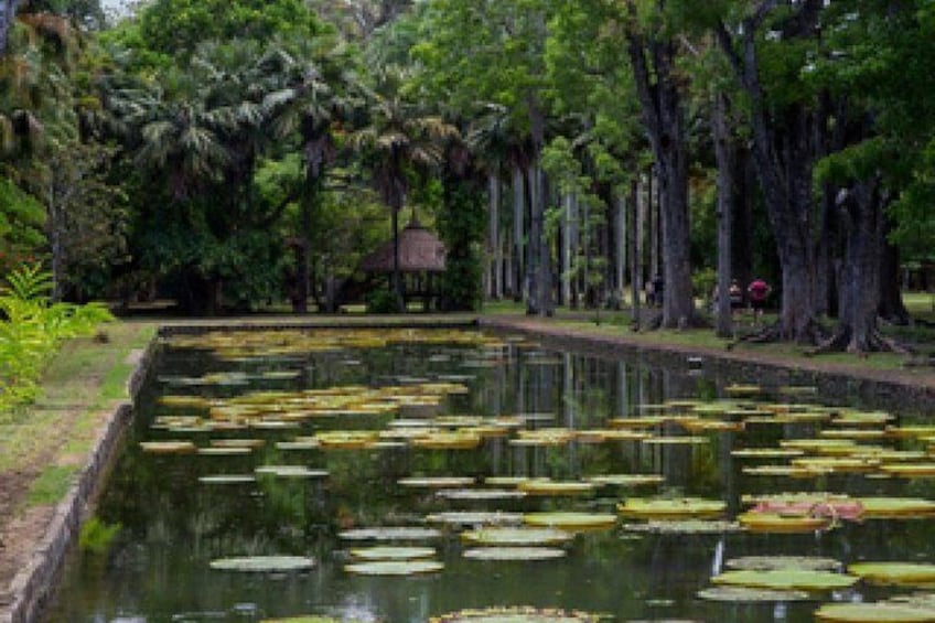 Guided Cultural City Tour of North Mauritius with Botanical Garden Visit