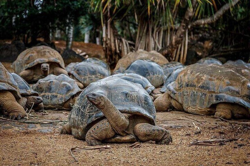 Full-Day Tea route and La Vanile Nature Park Tour in Mauritius
