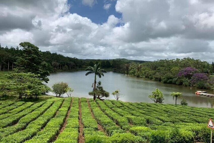 Full-Day Bois Cheri Tea Factory Museum And La Vanile Nature Park Tour in Mauritius