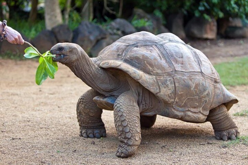 Tortoise in La Vanille Nature Park