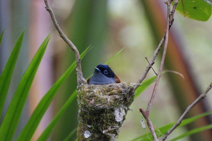 Mauritius Paradise Flycatcher 