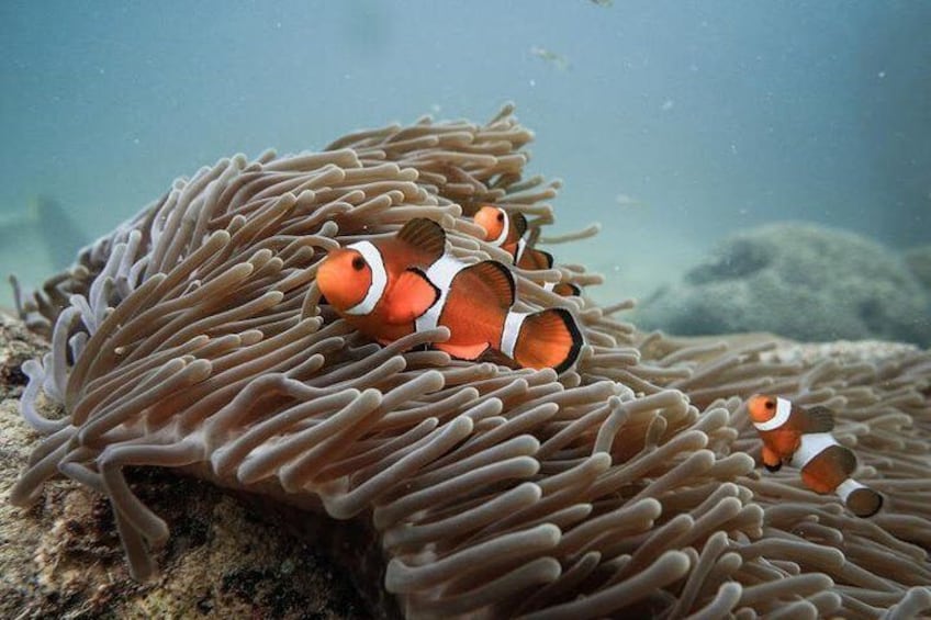 See the rich and colourful sea life around Koh Lipe 