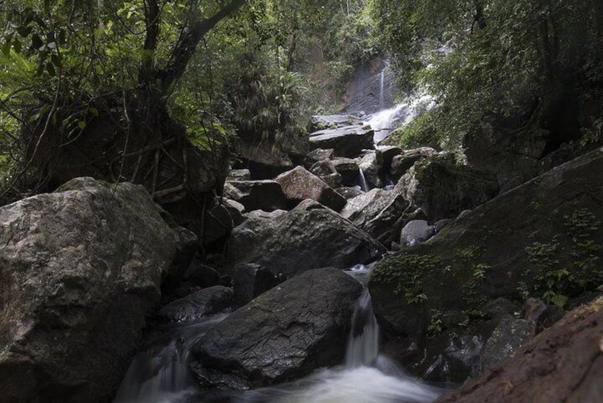 'Explore Sinharaja' rainforest - Discovery Tour (half day)