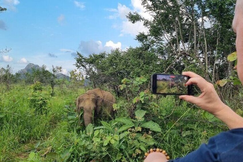 Yala safari from Galle / Unawatuna / Waligama / MIrissa / Matara