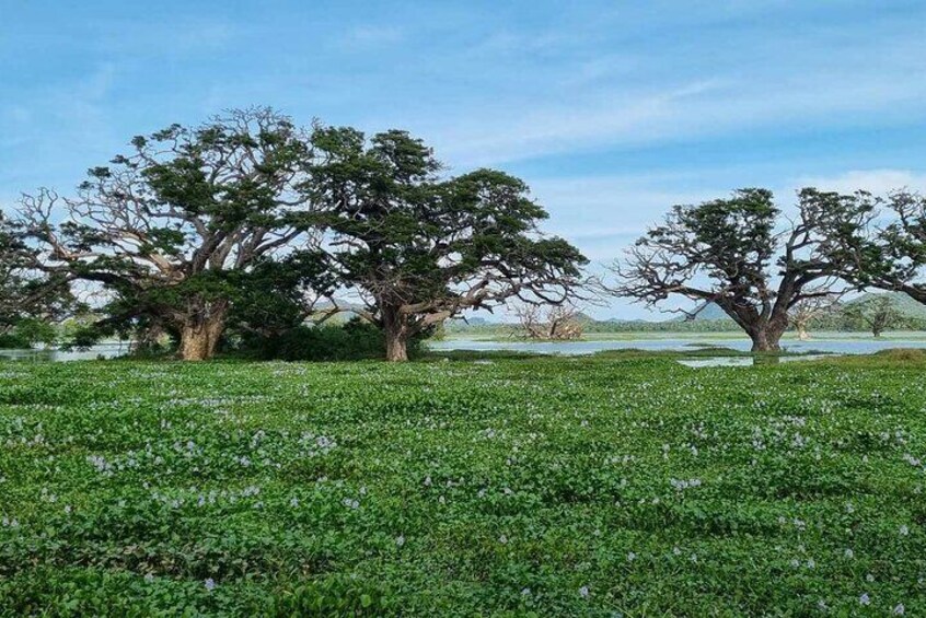 Yala safari from Galle / Unawatuna / Waligama / MIrissa / Matara