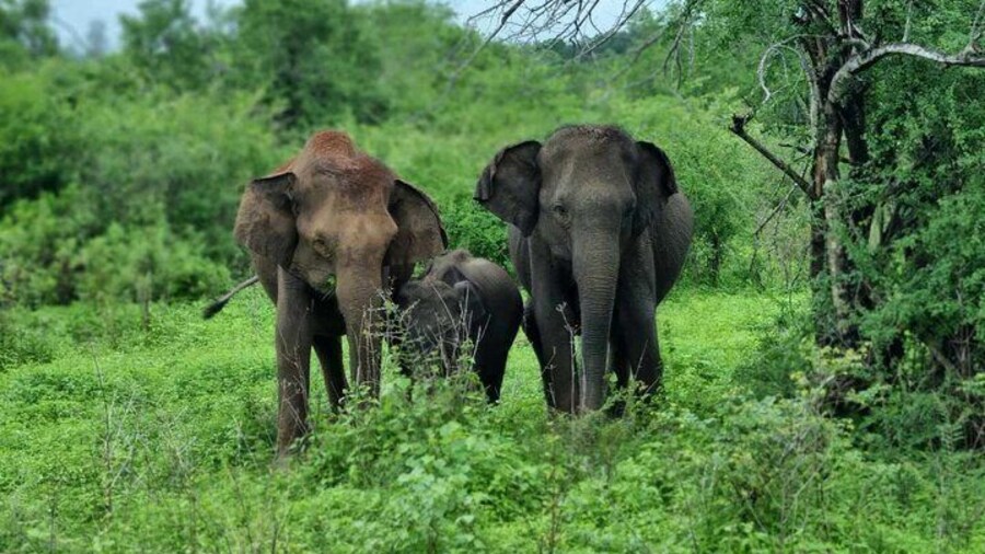 Yala safari from Galle / Unawatuna / Waligama / MIrissa / Matara