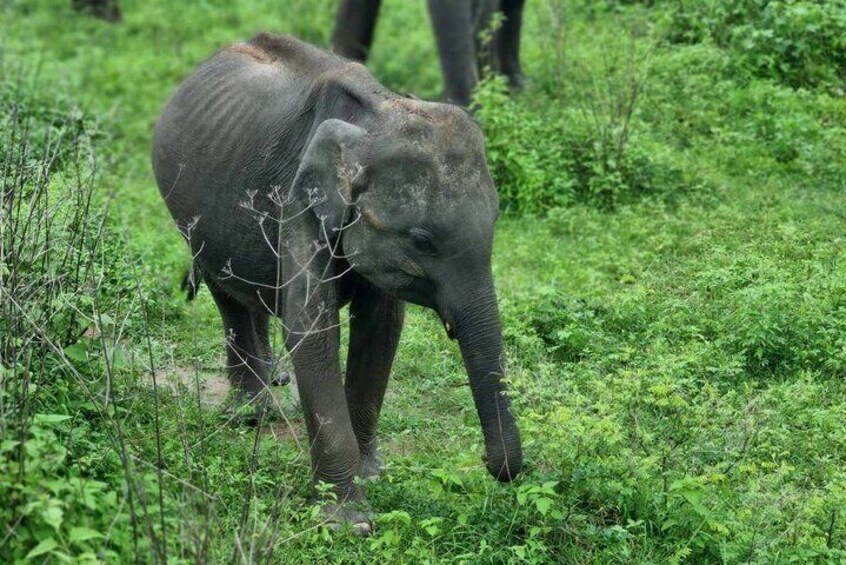 Yala safari from Galle / Unawatuna / Waligama / MIrissa / Matara