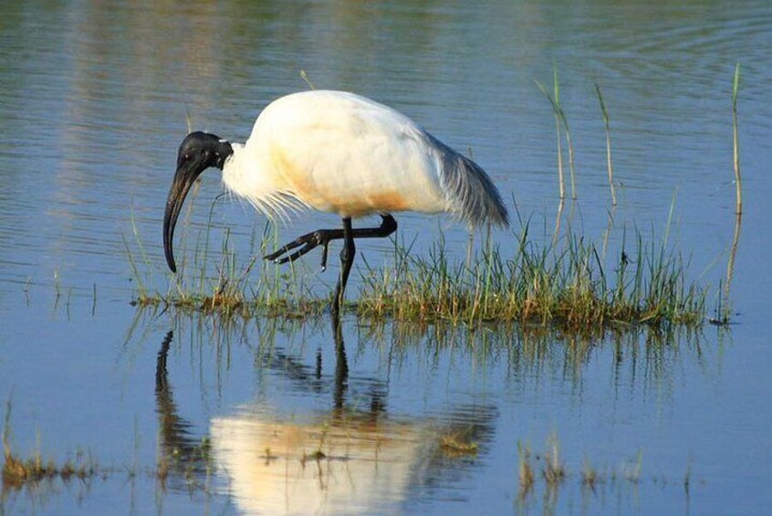 Half Day Safari in Bundala National Park from Hambantota Harbor