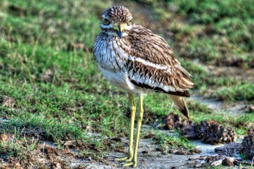 Half Day Safari in Bundala National Park from Hambantota Harbor