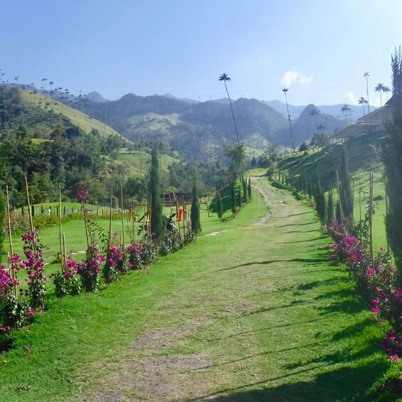 Cocora Valley exucursion from Salento